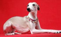 惠比特犬是什么？惠比特犬怎么養？