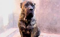 加納利犬多少錢能買到？加納利犬怎么養？