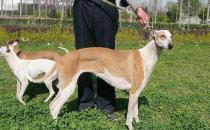 靈緹犬如何喂養(yǎng)？靈緹犬是什么狗？