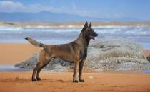 馬犬多少錢一條？馬犬如何喂養？