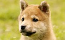 秋田犬是什么品種？秋田犬怎么養？