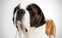 圣伯納犬如何訓(xùn)練？圣伯納犬怎么養(yǎng)？