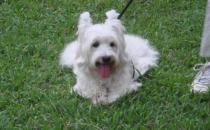 西高地白梗多少錢一條？西高地白梗怎么養(yǎng)？