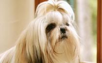 西施犬如何喂養？西施犬多少錢？