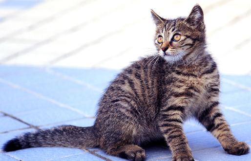 貍花貓多少錢一只？貍花貓的簡介