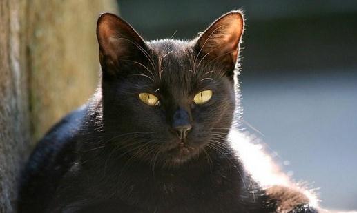 孟買貓是什么？孟買貓多少錢一只？