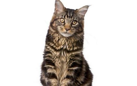 緬因貓怎么養？緬因貓的生活習性