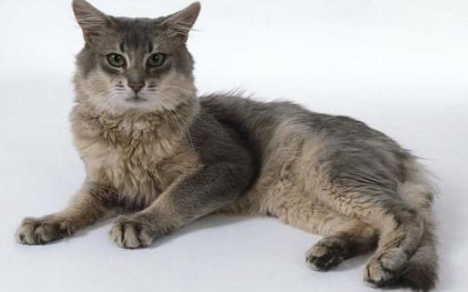 索馬里貓是什么？索馬里貓?jiān)趺答B(yǎng)？