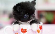 什么是茶杯貓？茶杯貓的生活習(xí)性