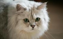 金吉拉貓多少錢一只？金吉拉貓怎么養(yǎng)？