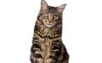 緬因貓怎么養？緬因貓的生活習性