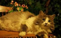 挪威森林貓的簡(jiǎn)介-挪威森林貓?jiān)趺答B(yǎng)？