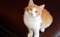 土耳其安哥拉貓的生活習性是什么？