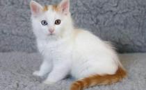 土耳其梵貓的生活習(xí)性-土耳其梵貓的簡介