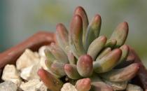 乙女心是什么？乙女心的養殖方法