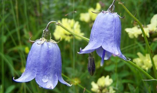 鈴蘭是什么？鈴蘭對家居環(huán)境的影響