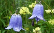 鈴蘭是什么？鈴蘭對家居環(huán)境的影響