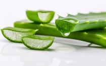 蘆薈的花語-蘆薈的養殖方法