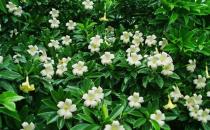 非洲茉莉的養護技巧-非洲茉莉是怎樣的？