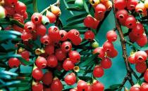 紅豆杉是什么？紅豆杉怎么養(yǎng)殖？