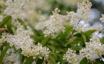 女貞的養(yǎng)殖方法-女貞的簡介