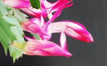 蟹爪蘭的介紹-蟹爪蘭對家居環境的影響