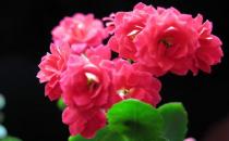 長壽花是什么？長壽花對家居環境的影響