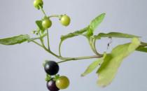 龍葵的功效與作用 如何治療龍葵的毒性呢？