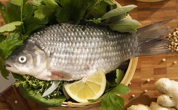 鯽魚_鯽魚的營養價值,營養成分,功效與作用,鯽魚的做法大全 鯽魚_鯽魚的營養價值,營養成分,功效與作用,鯽魚的做法大全