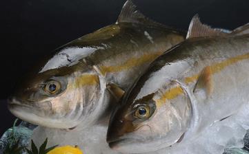 鰱魚_白鰱魚的營(yíng)養(yǎng)價(jià)值,營(yíng)養(yǎng)成分,功效與作用,鰱魚頭的做法大全