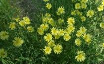 室內養花的學問：植物清新你的家