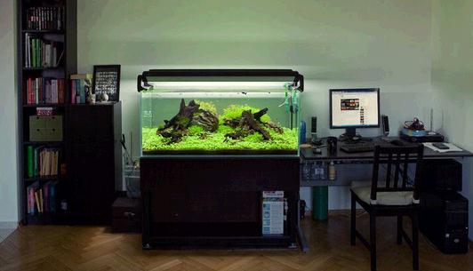 魚缸的風水宜忌-家居魚缸有什么禁忌？