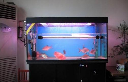 魚缸與家居運勢有什么關(guān)系？