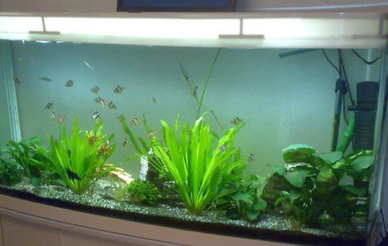 風水魚有哪些?血鸚鵡提升風水運