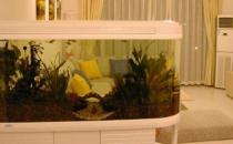 魚缸擺放風(fēng)水的注意事項(xiàng)有哪些？