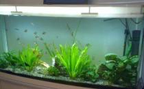 風(fēng)水魚有哪些？血鸚鵡提升風(fēng)水運