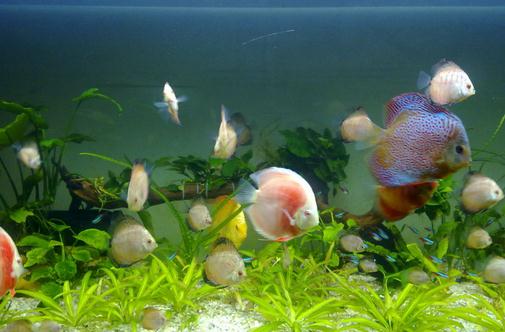 七彩神仙魚的風水學應用有哪些?