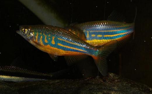 斑馬魚(yú)的風(fēng)水學(xué)應(yīng)用-斑馬魚(yú)的魚(yú)缸擺放位置