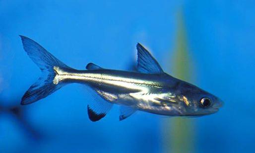 成吉思汗魚的魚缸擺放位置-成吉思汗魚的風(fēng)水學(xué)應(yīng)用