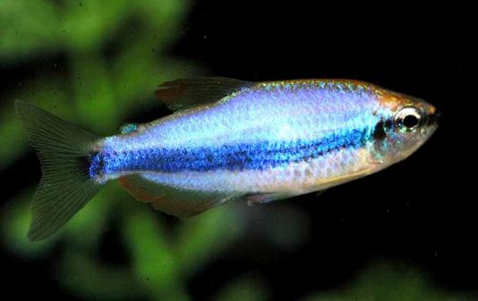 燈魚(yú)的風(fēng)水學(xué)應(yīng)用-燈魚(yú)的魚(yú)缸擺放位置