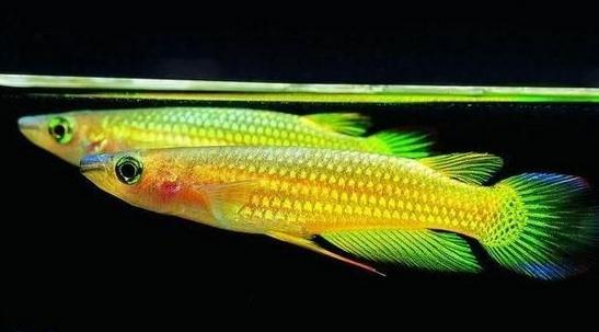 鳉魚的品種介紹-鳉魚怎么樣？