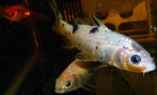 錦鯉魚的基本介紹-錦鯉魚如何養(yǎng)護(hù)？