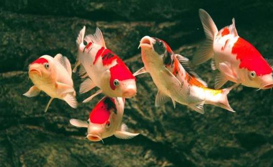 錦鯉魚的風(fēng)水學(xué)應(yīng)用有哪些？