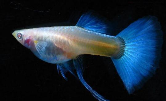 孔雀魚的品種介紹-孔雀魚怎么樣？