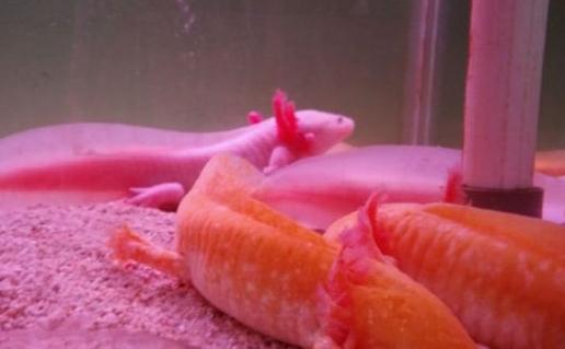 恐龍魚(yú)的魚(yú)缸擺放位置-恐龍魚(yú)的風(fēng)水學(xué)應(yīng)用