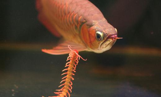 龍魚如何養護？龍魚是什么？