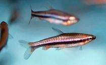 鉛筆魚的品種介紹-鉛筆魚是怎樣的？