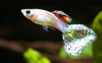 鳳尾魚的簡介-鳳尾魚的品種有哪些？