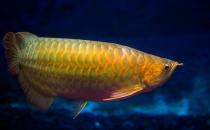 紅龍魚的基本介紹-紅龍魚的品種