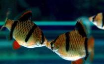 虎皮魚的品種介紹-養(yǎng)虎皮魚好嗎？